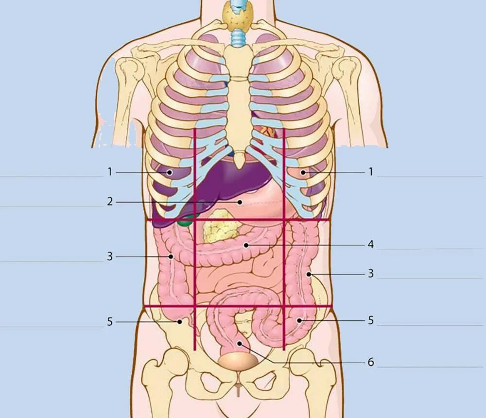 Органы человека с ребрами. Строение внутренних органов человека брюшная полость. Органы человека расположение слева под ребрами спереди. Топография органов брюшной полости. Расположение органов в животе женщины.