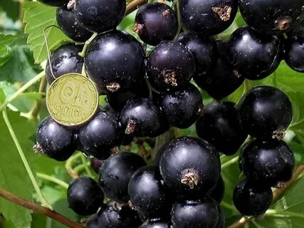 Сорт смородины великан