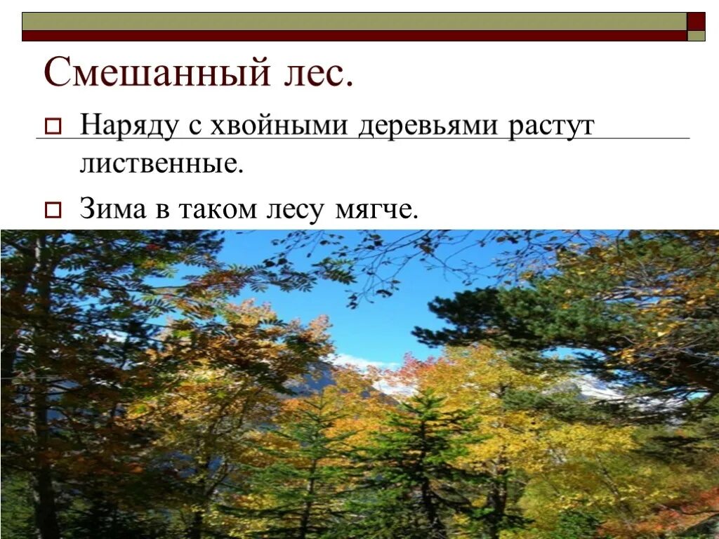 Зона лесов с хвойными деревьями. Смешанный лес презентация. Хвойные лиственные и смешанные леса. Интересные факты смешанных лесов. Хвойные лиственные и смешанные леса география.