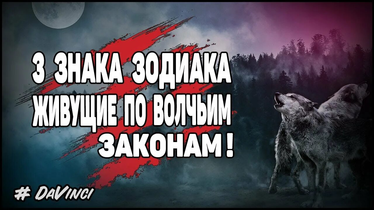 Жить по волчьим законам. Жить по волчьим законам. Жить по волчьим законам. Статусы с волками. Волчьи законы.