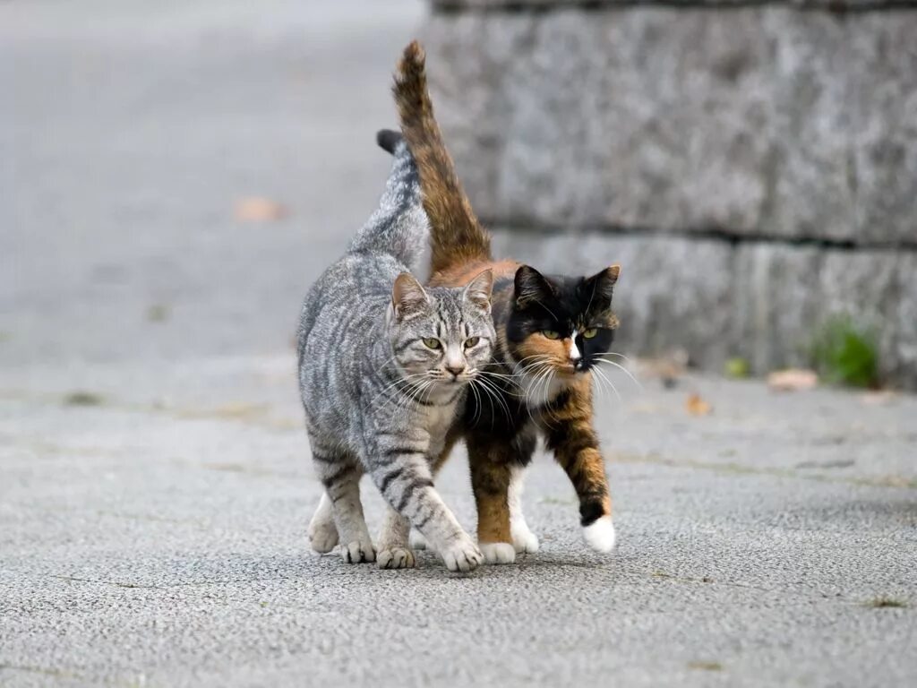 Прогулка кошки