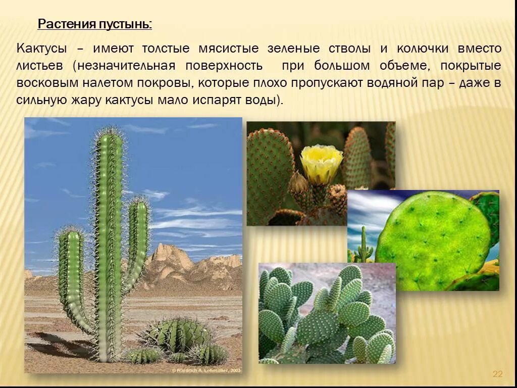 Кактус в какой природной зоне. Растения пустыни. Растения живущие в пустыне. Приспособления растений пустыни. Кактус растение пустыни.