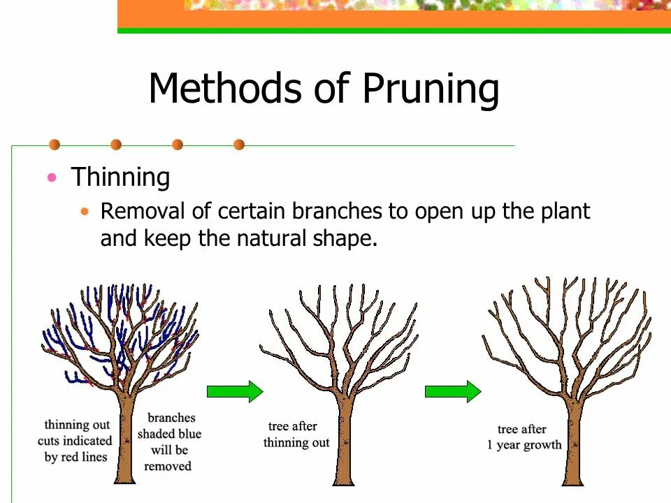 Прунинг. Connectom +pruning Network. VTP pruning. Книга pruning Gilman.