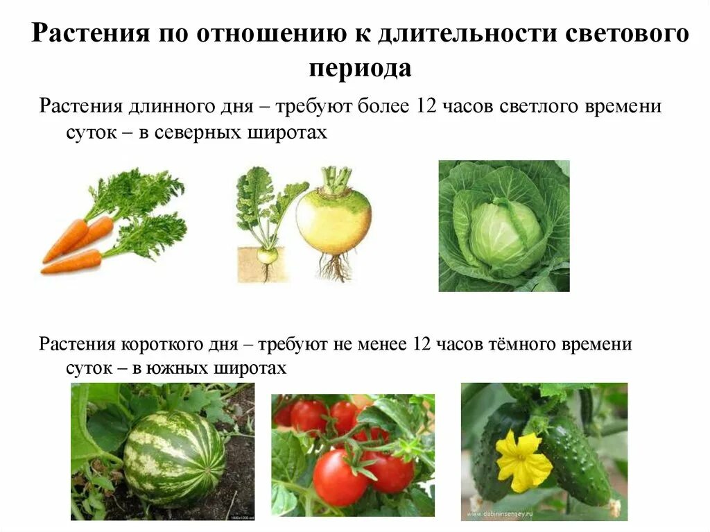 Световой день для перца. Растения длинного и короткого светового дня. Растения короткого дня. Растения овощи короткого дня. Растения короткого дня примеры.