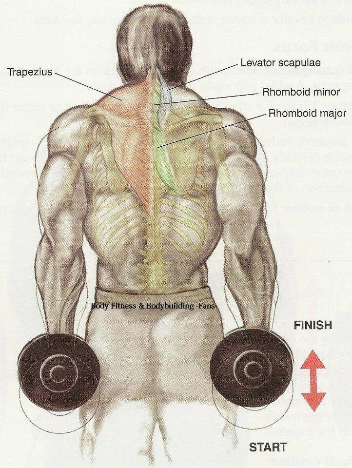 Упражнения на трапециевидную. Шраги шраги. Шраги на трапецию. Шраги на дельты. Упражнение шраги с гантелями для мужчин.