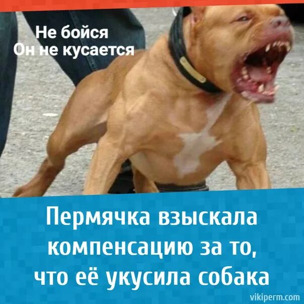 Не кусается не бросается. Не бойтесь он не кусается.