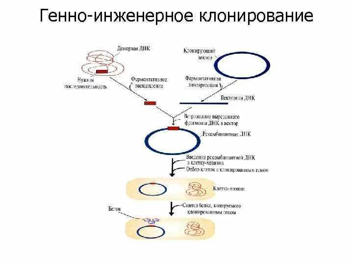 Создание фрагментов днк использование штаммов