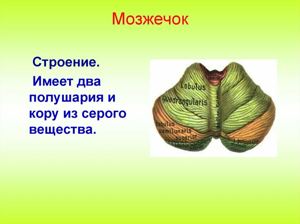 Мозжечок. Мозжечок строение. Мозжечок имеет кору. Мозжечок имеет два полушария.