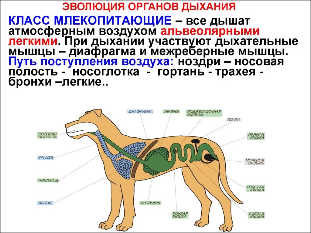 Дыхательная система млекопитающих функции. Система органов животных дыхательная система. Эволюция дыхательной системы млекопитающих. Строение дыхательной системы животных. Дыхательная система животных схема.