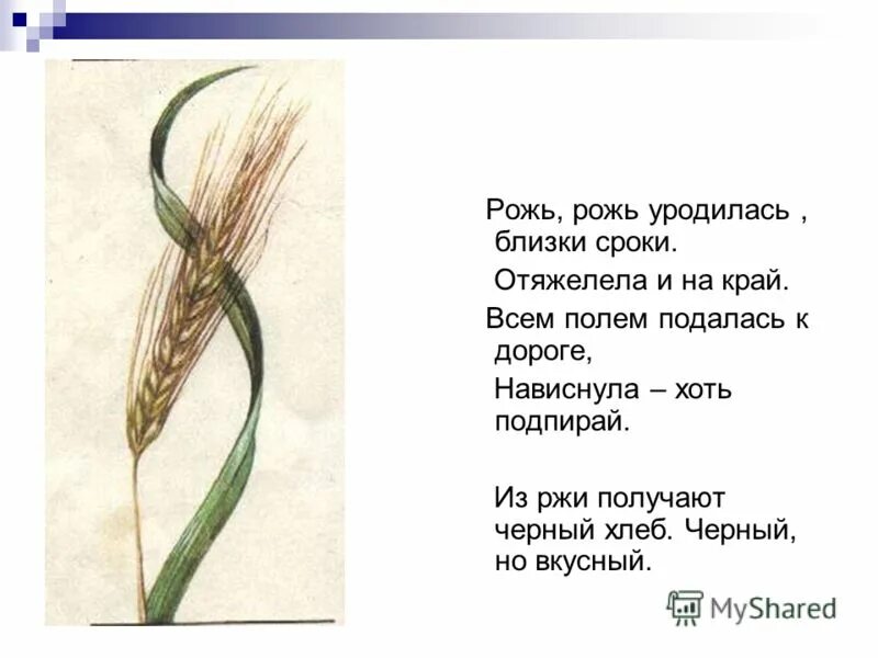 Рожь цитаты. Рожь цитаты