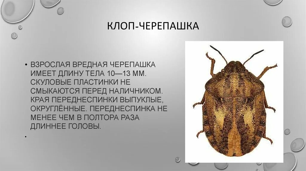 Вредная черепашка насекомые-вредители. Насекомое клоп вредная черепашка. Вредная черепашка насекомое личинки. Клоп вредная черепашка отряд.