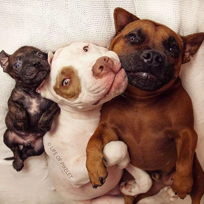 Питбуль фото щенки и взрослые These pitbulls have snuggling all figured out.  #pitbull Dogs,