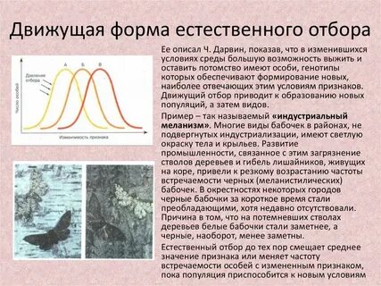 Движущая форма естественного отбора приводит