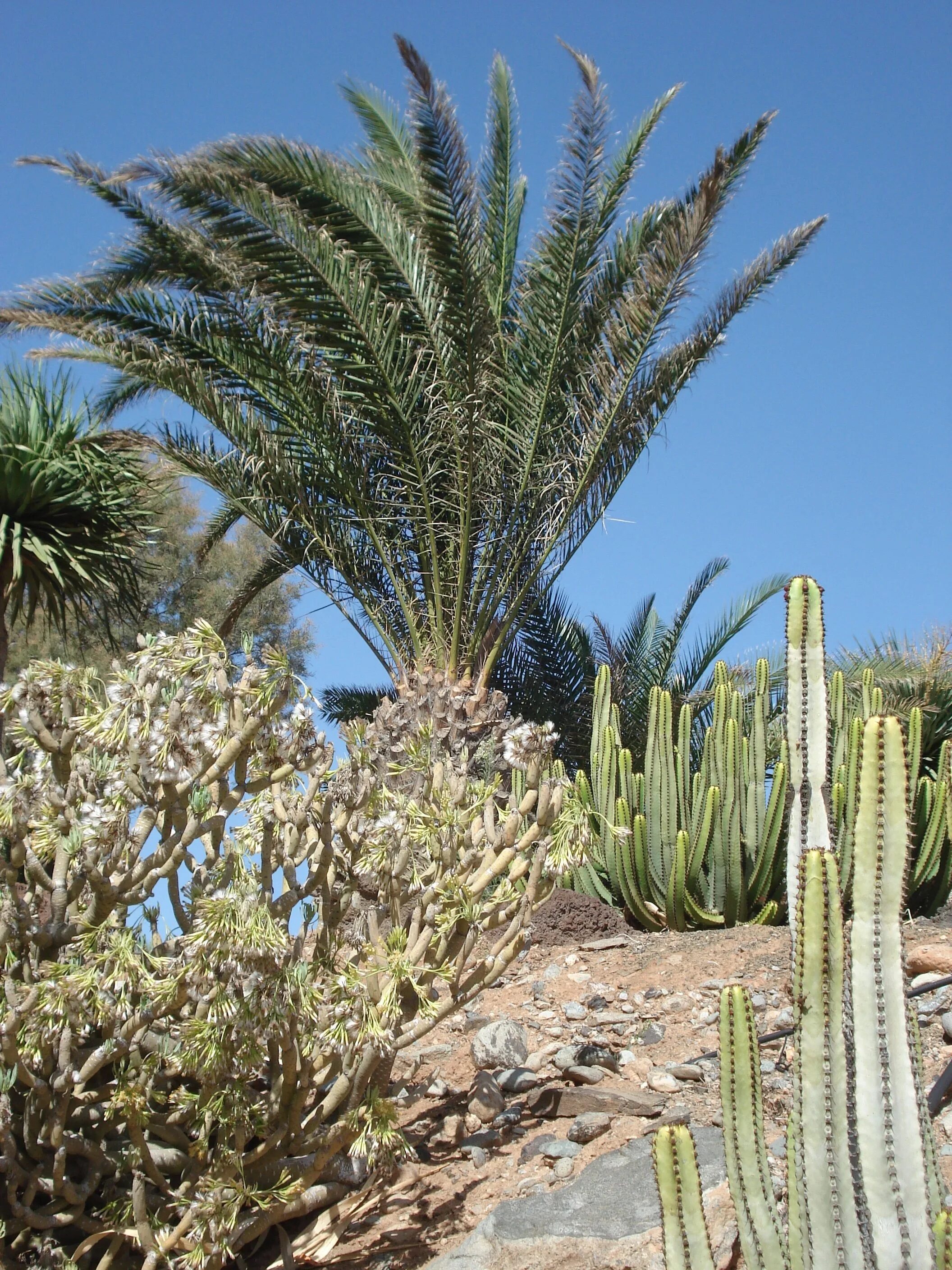 Пальма Агава. Агава Тунис. Растения средиземноморья