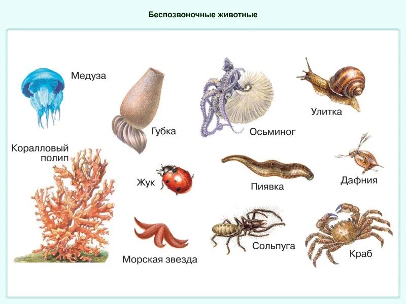 Животные без позвоночника. Беспозвоночные организмы строение. Многоклеточные беспозвоночные. Представители многоклеточных беспозвоночных животных. Беспозвоночные многоклеточные животные типы.