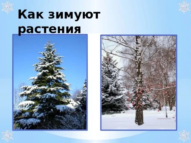 Какие изменения происходят в жизни растений зимой. Изменения в жизни растений зимой. как зимуют растения. растения зимой информация.
