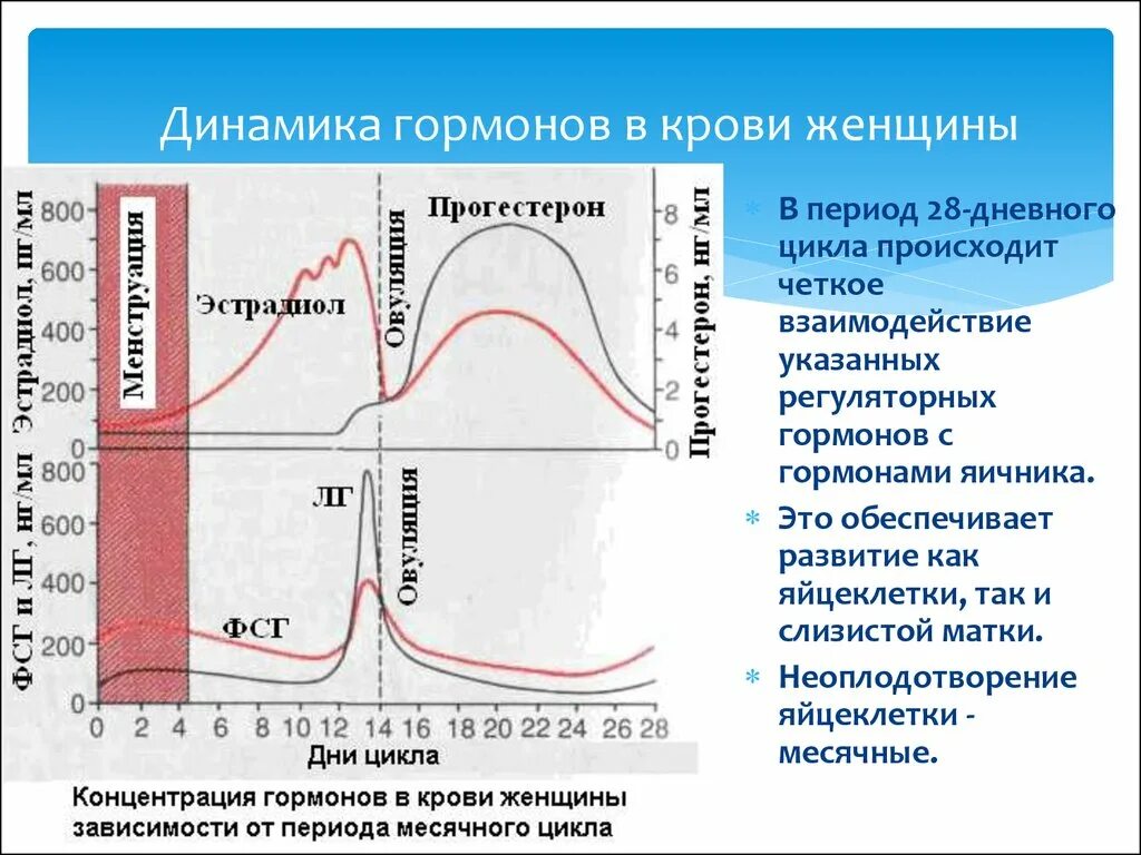 Гормоны женского либидо. Фазы цикла и гормоны. Фазы менструального цикла и гормоны. Уровень гормонов в период женского цикла. Менструальный цикл -фазы уровень гормонов.