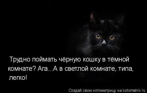 Ищу черную кошку. Афоризмы про черных кошек. Черная кошка афоризмы. Трудно искать чёрную кошку в тёмной комнате. Цитаты про черную кошку.
