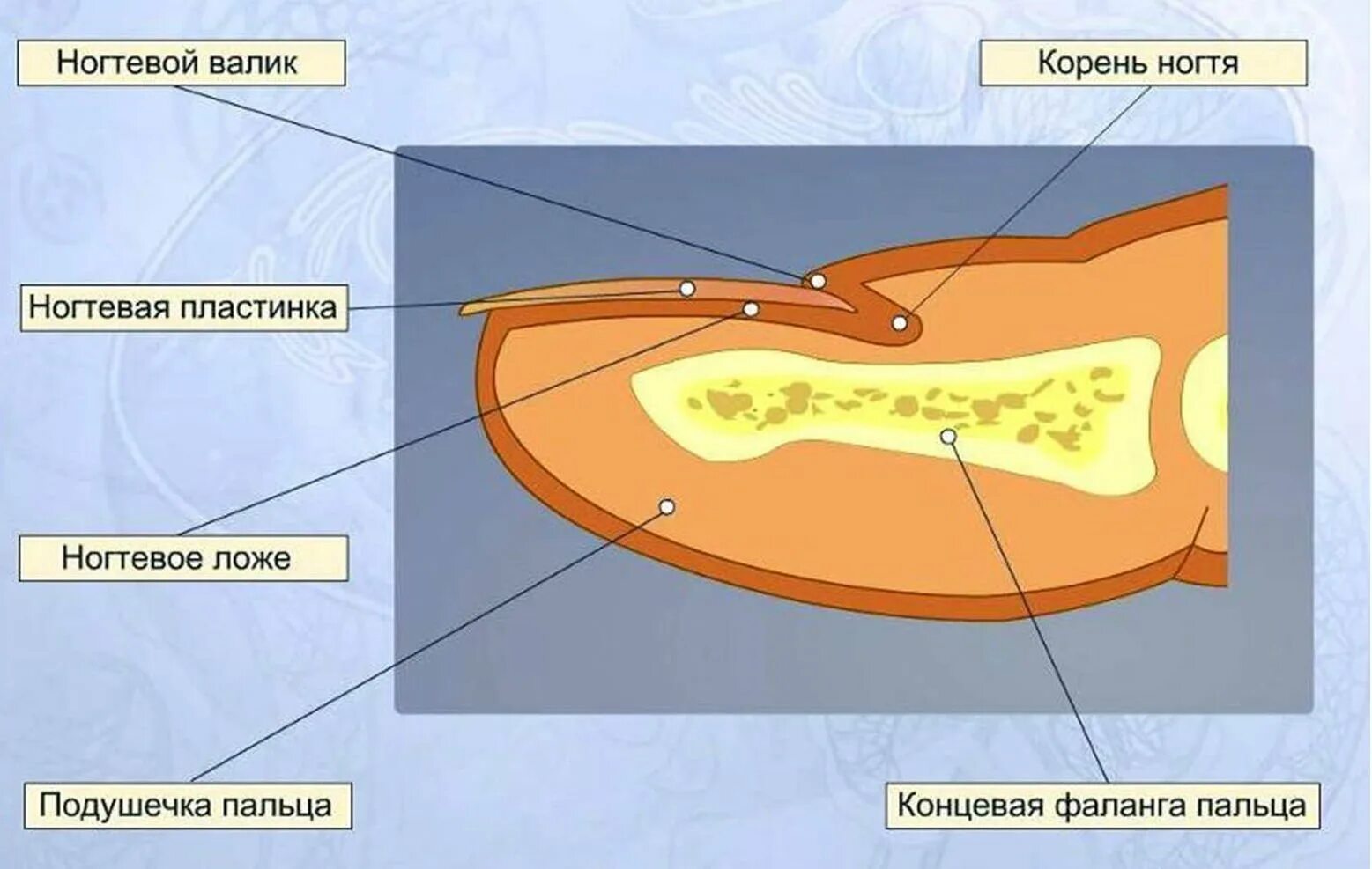 Ногтевая структура. Строение ногтя и ногтевой пластины биология. Ногтевая пластина строение гистология. Строение ногтя ногтевое ложе. Ноготь строение анатомия биология.