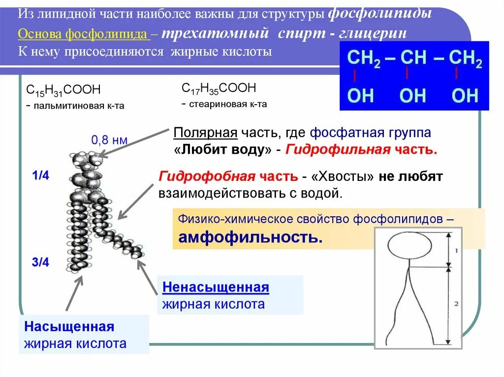 Какой цифрой обозначен остаток молекулы трехатомного спирта