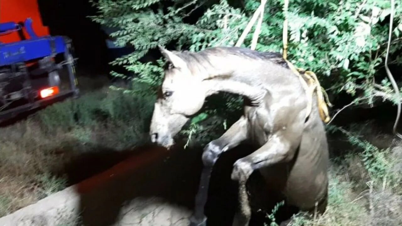 На девушку упала лошадь 19. Падение с лошади. Лошадь упала упала лошадь. Конь спаривается с кобылой.