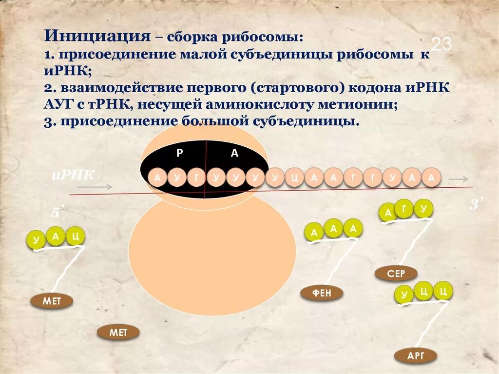 Синтез белков ядра происходит в. Строение рибосом Биосинтез. Синтез белка на рибосомах. Субъединицы рибосом. Движение рибосомы.