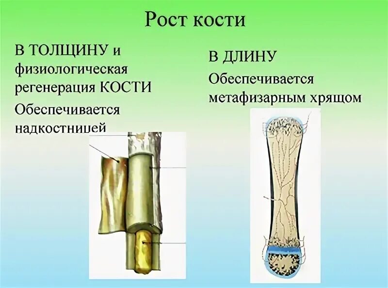 Рост трубчатых костей в толщину. Рост трубчатых костей в длину и толщину. Строение и рост кости. Рост кости в толщину. Рост кости в длину.