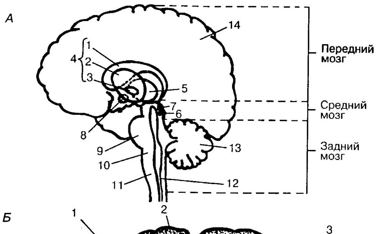 Подкорковые структуры головного мозга схема. Корковые и подкорковые структуры мозга. Функции подкорковых структур мозга.
