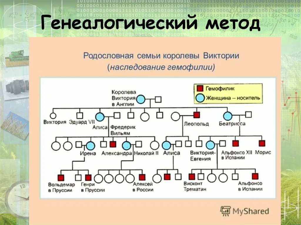 Генеалогический метод исследования используется. Родословная королевы виктории наследование гемофилии. родословная английской королевы виктории наследование гемофилии. королева виктория гемофилия родословная. генеалогический метод генетики родословная.