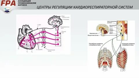 Содержит дыхательный и сердечно сосудистый центр