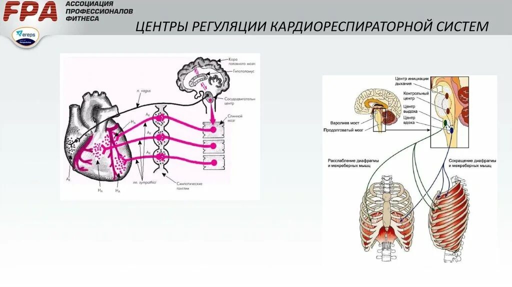 Центр дыхания и сердечно сосудистой деятельности. Кардиореспираторная система физиология. Кардморесператорная система. Взаимосвязь дыхательной и сердечно-сосудистой системы. Кардио-респираторная система.