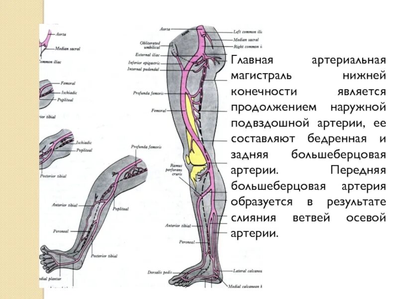 Развитие нижней конечности. Артерии свободной нижней конечности схема. Кровоснабжение нижней конечности схема. Артерии нижней конечности. Вены и артерии нижних конечностей схема.