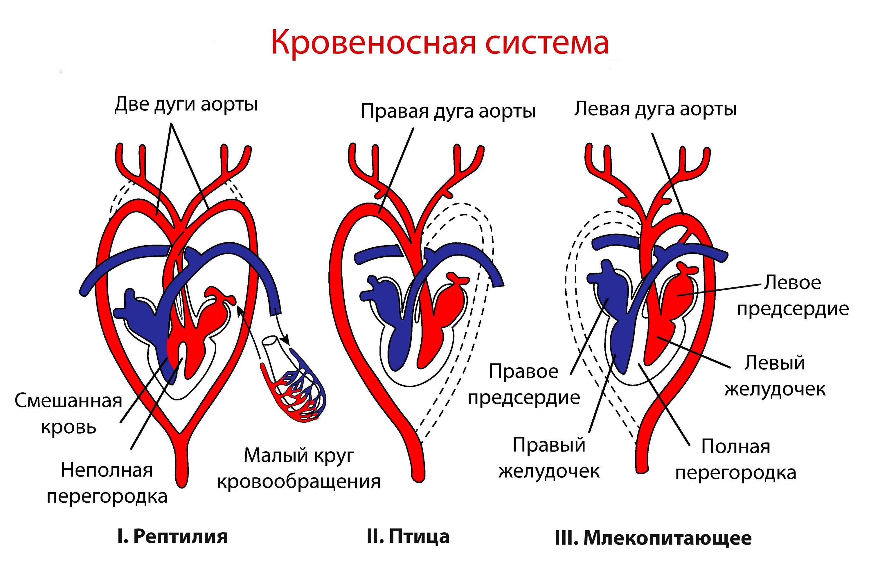 У каких животных четырехкамерное. Левая дуга аорты. Четырехкамерное сердце. Четырёхкамерное сердце. Левая дуга аорты у млекопитающих.