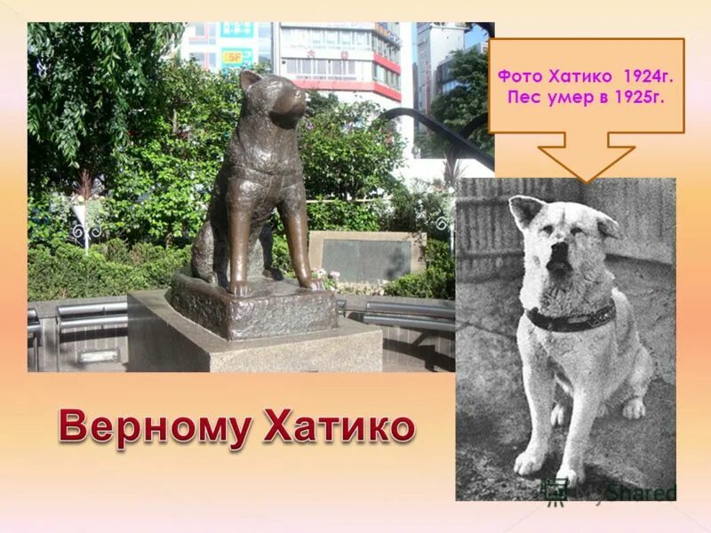 Хатико реальная история собаки. Бронзовая статуя Хатико. Хатико могила собаки. Статуя собаки Хатико.