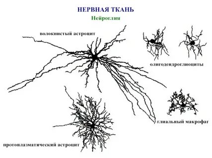 Какой состав нервной ткани