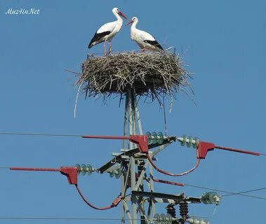 Какие качества аистов привлекают людей