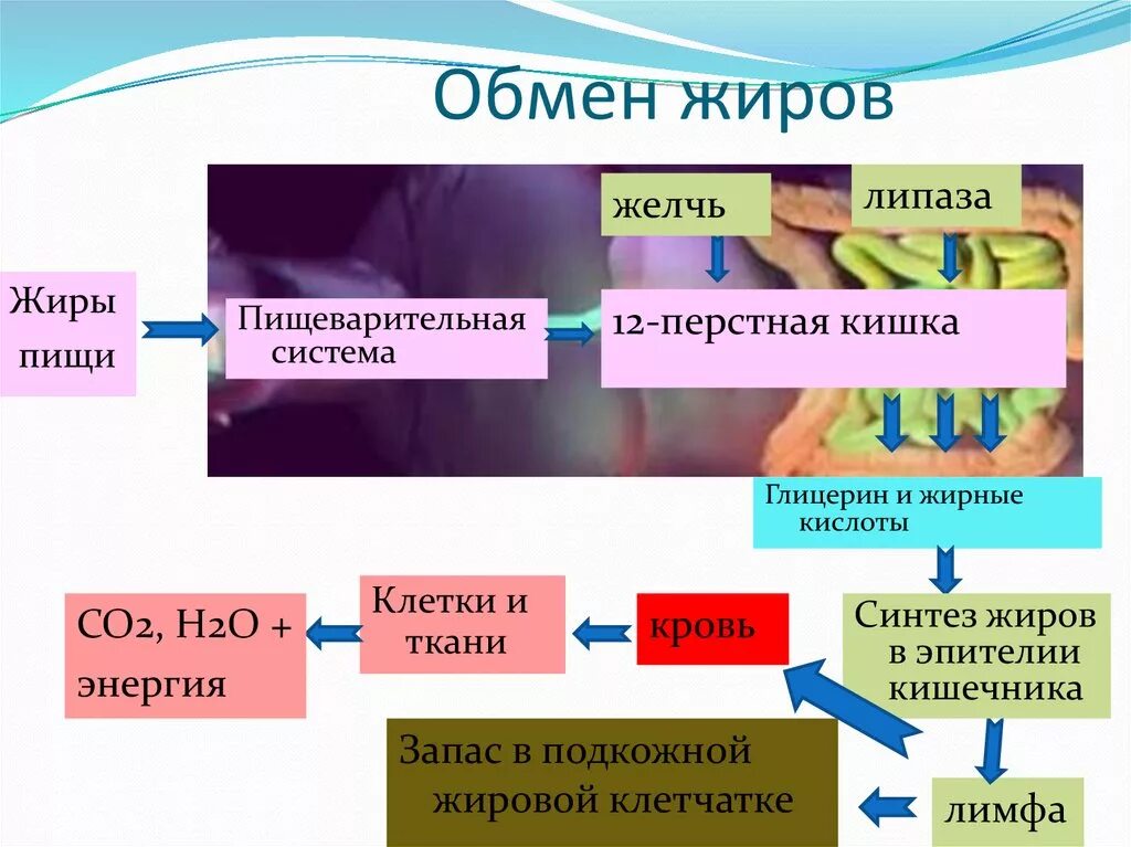 Обменные процессы жиров в организме. Обмен жиров этапы схема. Схема обменных процессов жиров. Метаболизм жиров в организме. Продукты распада воды в организме