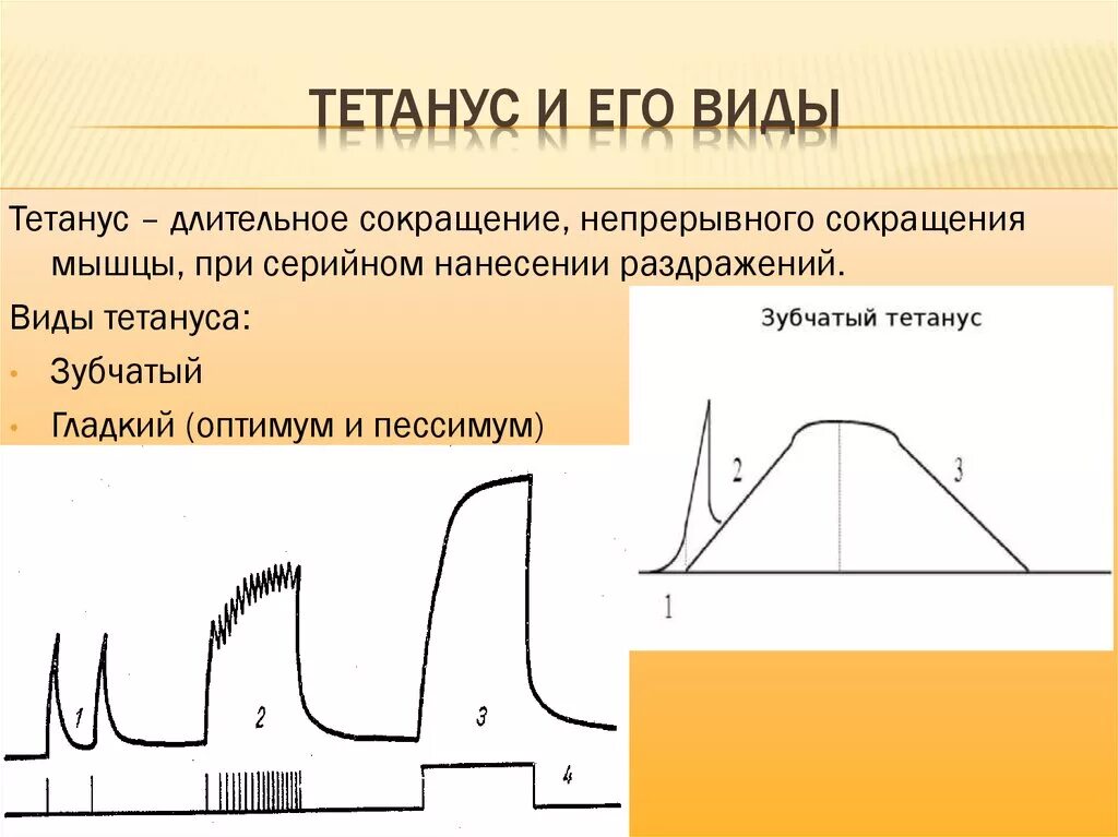 Одиночное сокращение гладкий тетанус зубчатый тетанус. Механизм формирования зубчатого тетануса. Суммация мышечных сокращений зубчатый и гладкий тетанус. Механизмы возникновения тетануса. Защитное мышечное напряжение характерно для