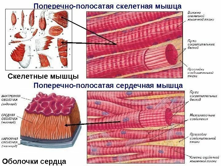 Строение скелетных тканей. Поперечно полосатая скелетная ткань. поперечно-полосатая скелетная мышечная ткань. поперечно полосатая скелетная ткань строение. строение поперечно полосатой мышечной ткани.