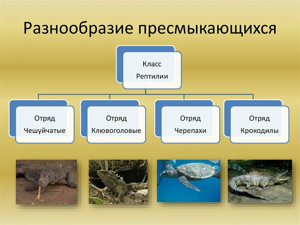 Отряд крокодилы отряд черепахи. Пресмыкающиеся отряды и представители. класс пресмыкающиеся классификация. классификация отряда пресмыкающиеся. класс пресмыкающиеся делится на отряды.