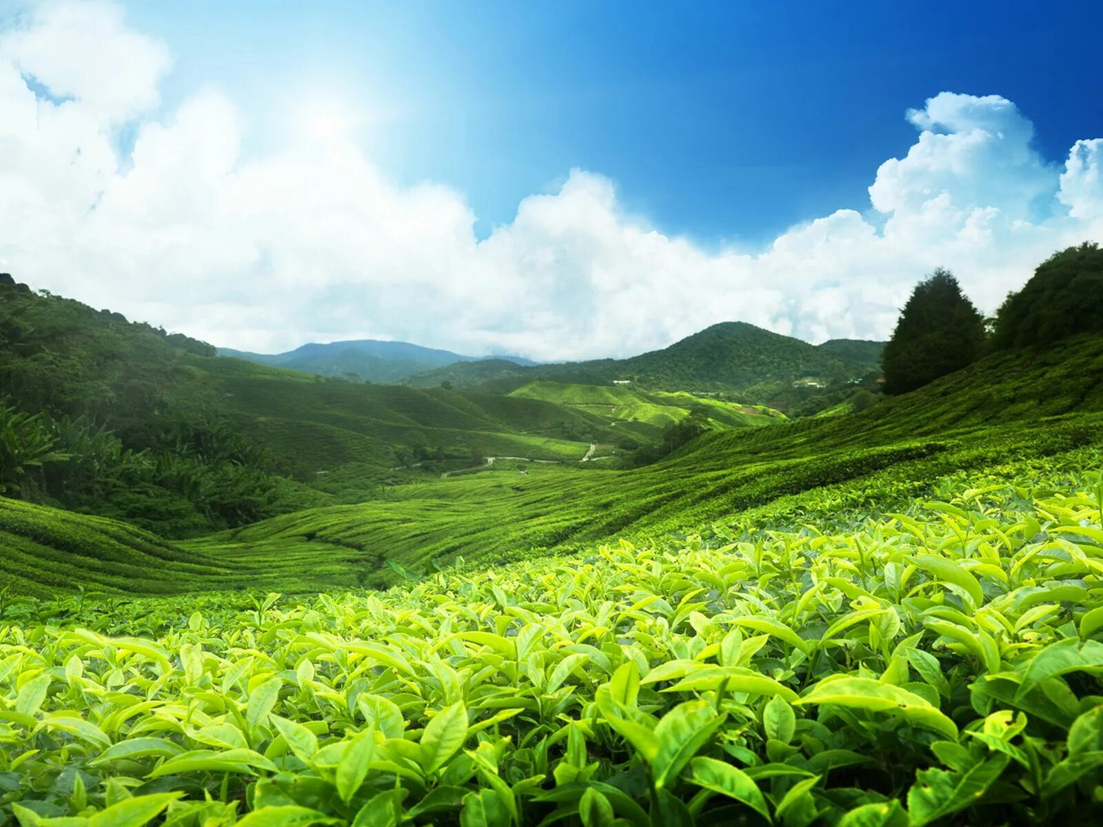 Tea fields