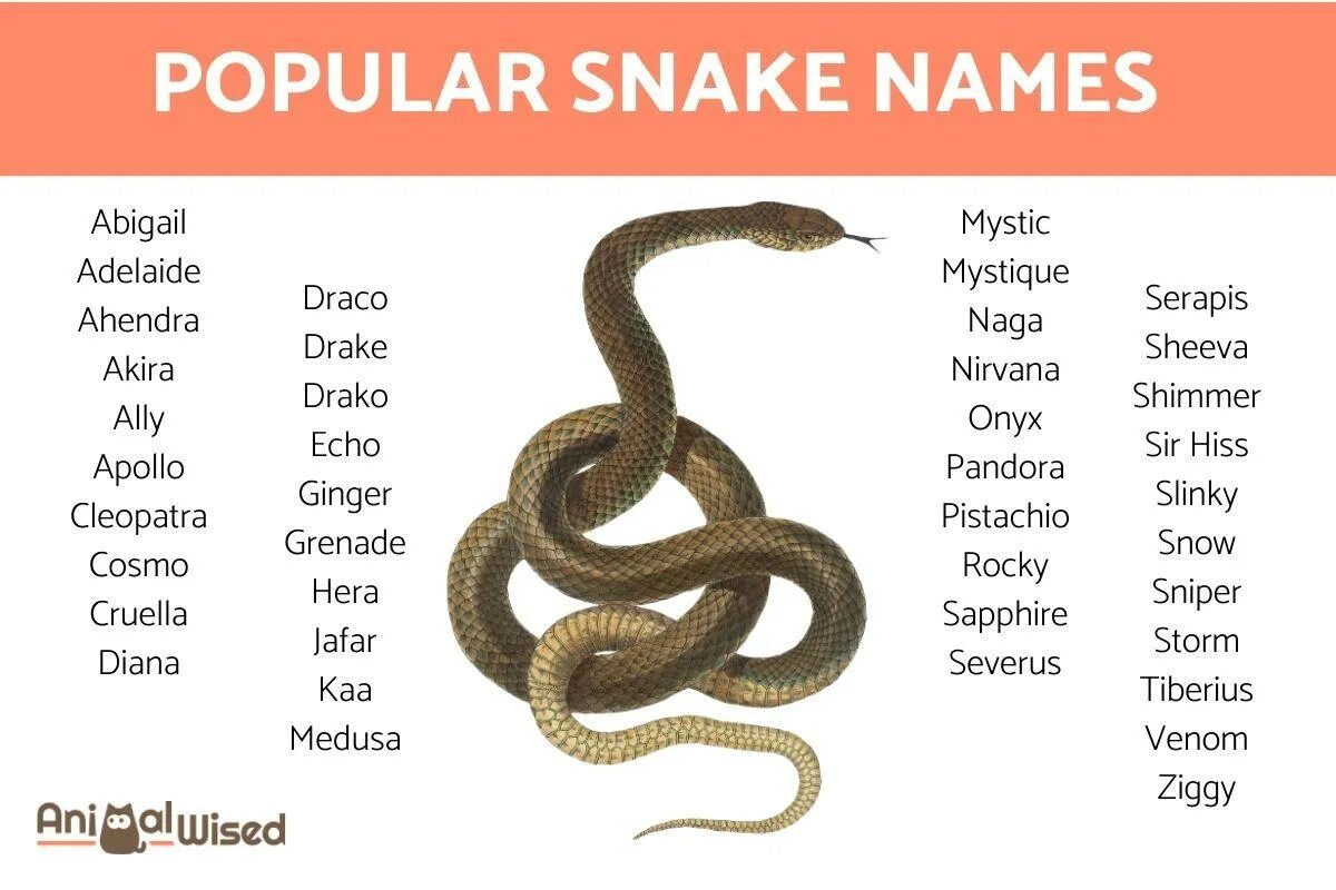 Snakes names