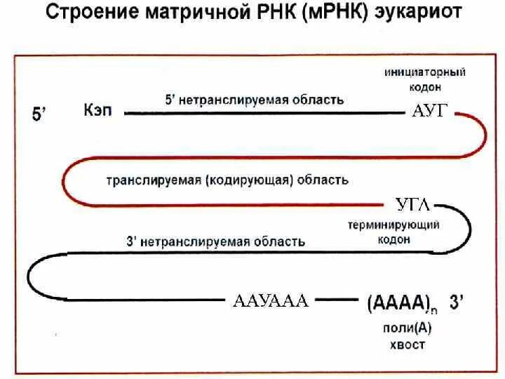 Матричная РНК эукариот строение. Структура матричной РНК эукариот. Структура м РНК У эукариот. Строение МРНК эукариот.