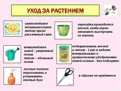 Что ухаживать за ней