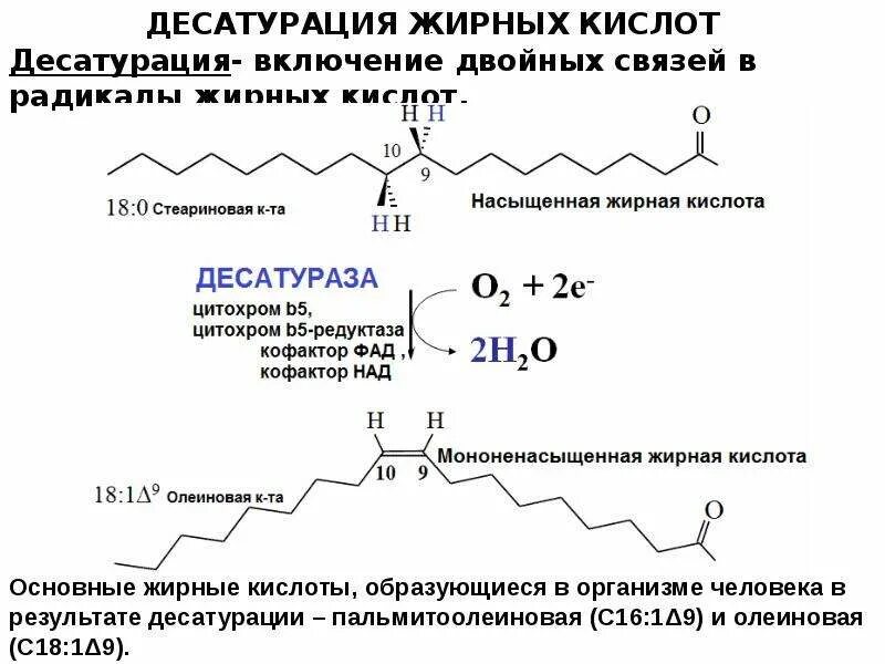 Функции выполняемые в организме липидами. Анаболизм липидов. аннулярные липиды это. классификация липидов по функциям в организме. гормоны липиды.