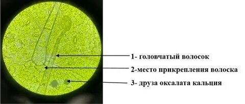 Герань под микроскопом