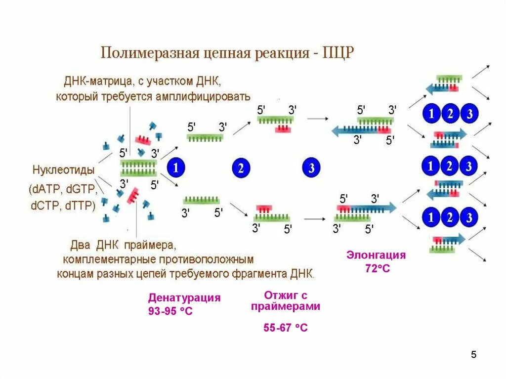 Полимеразная цепная реакция результат. Схема исследования методом ПЦР. . Полимеразная цепная реакция (ПЦР). Этапы. Методика проведения реакции ПЦР. Полимеразная цепная реакция схема.