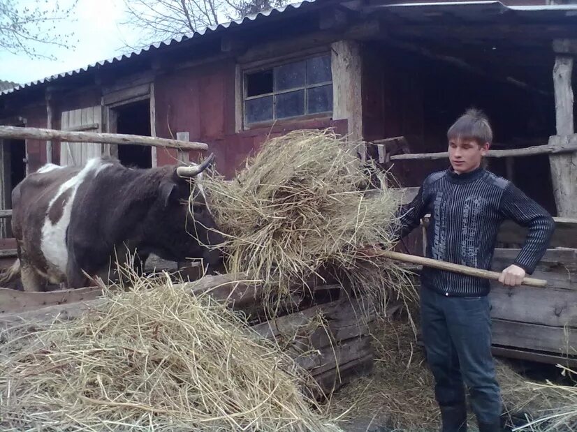 Субсидии на личное подсобное хозяйство. Личное подсобное хозяйство. ЛПХ КРС. Поддержка ЛПХ. Личное подсобное хозяйство телята.