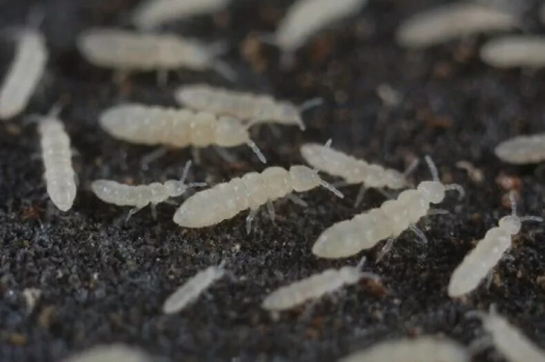 Червячки в земле комнатных растений. Подуры ногохвостки орхидеи. Белые червячки в земле комнатных растений. Вредители комнатных растений черви. Ногохвостки подуры в комнатных цветах.