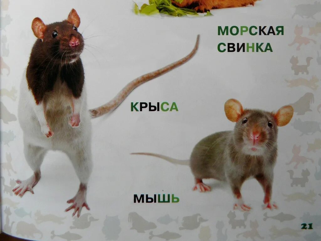 Как крыса становится мышью. Отличие хвоста мыши от крысы. как отличить мышь от крысы. мышь и крыса отличия. разница между крысой и мышью.